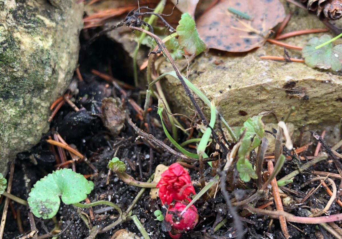 Forest undergrowth with red berries