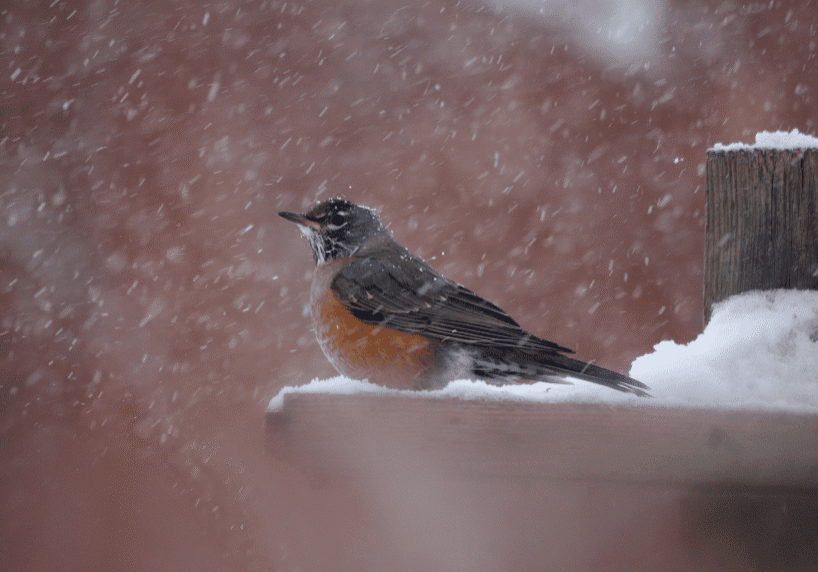 Robin perched in snowy weather