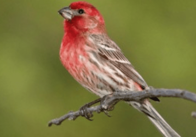 Finch with red plumage sitting calmly