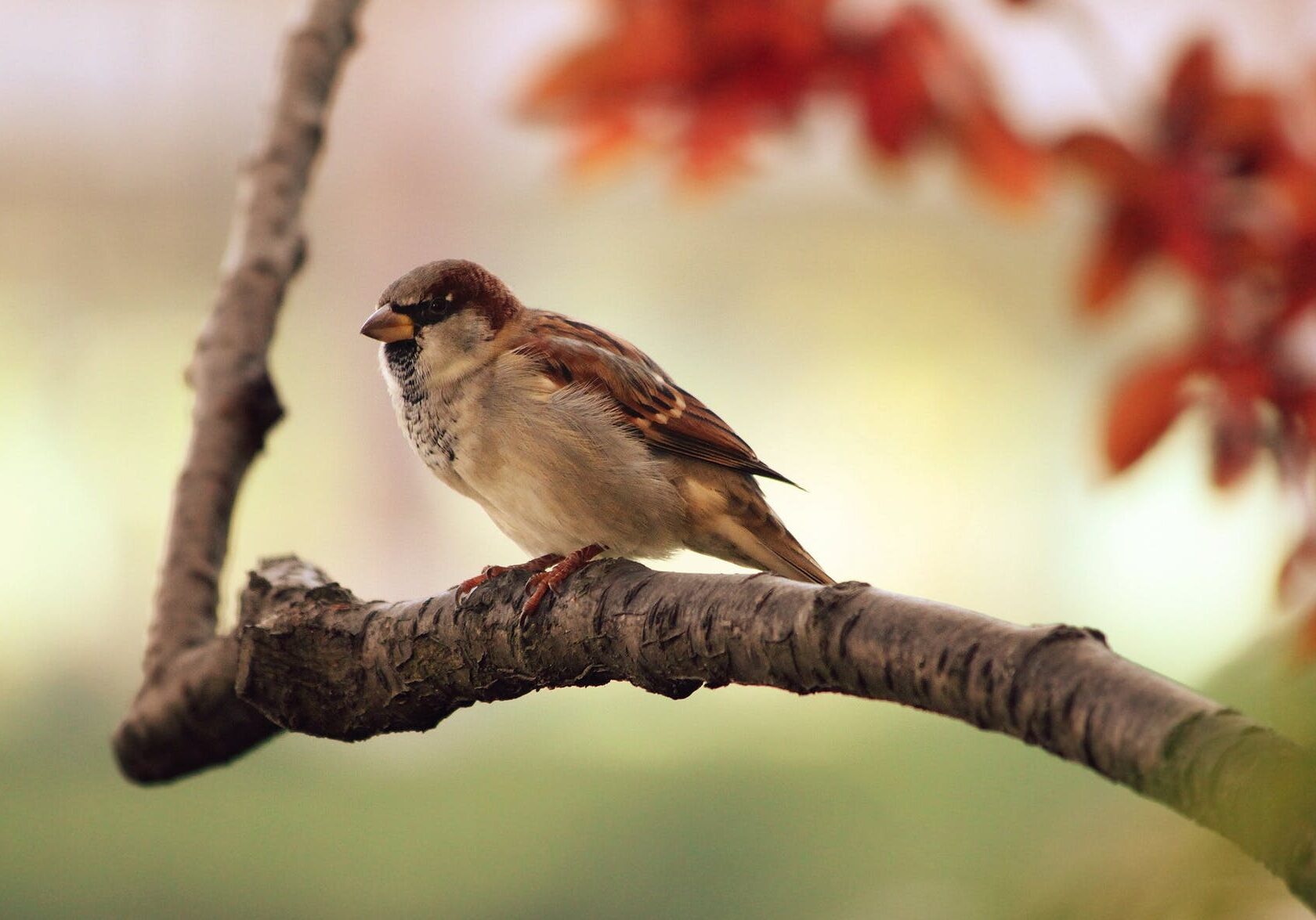 Small bird resting on tree limb