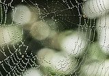 Close-up of intricate dewy spiderweb