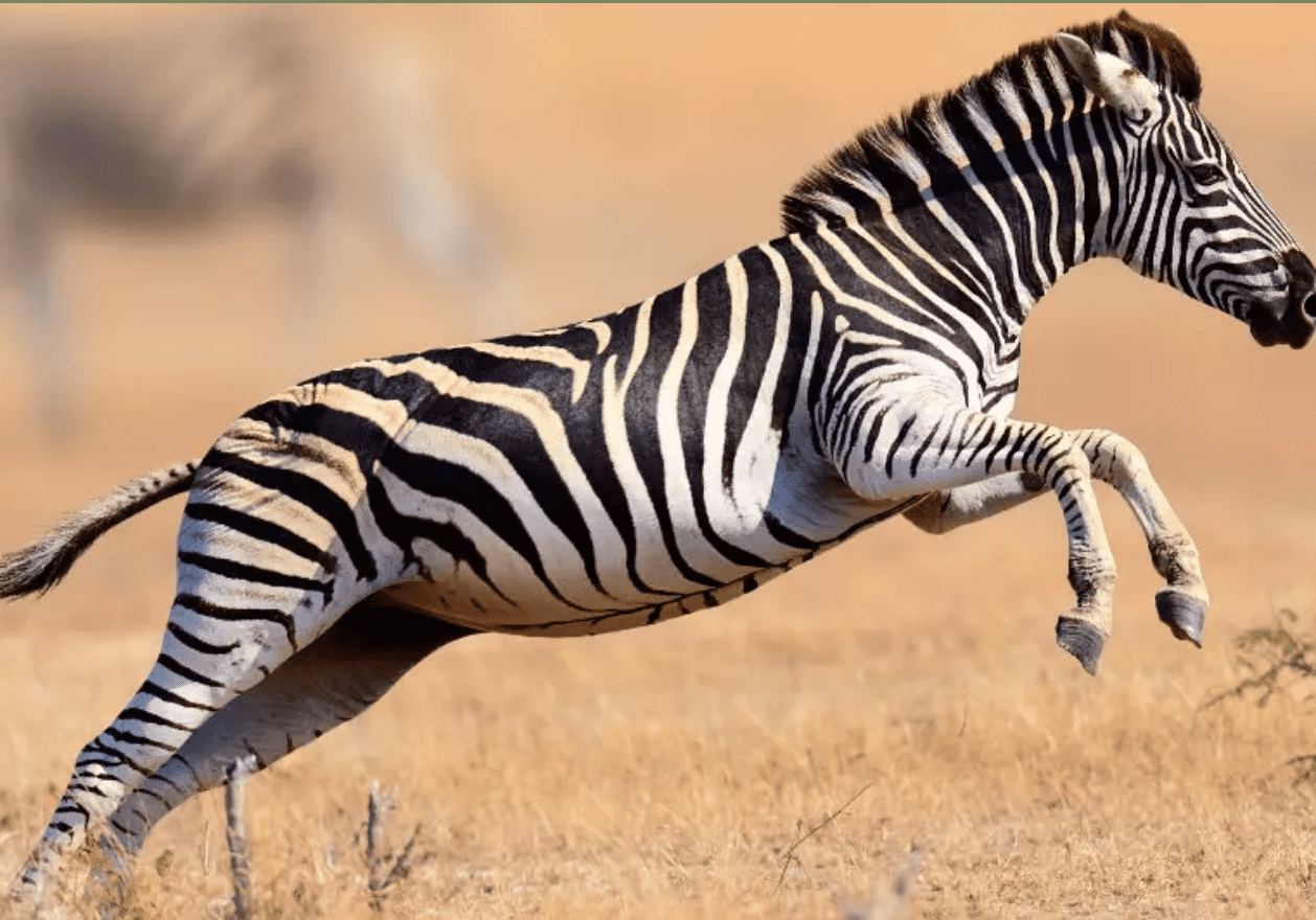 Zebra leaping in grassy savannah